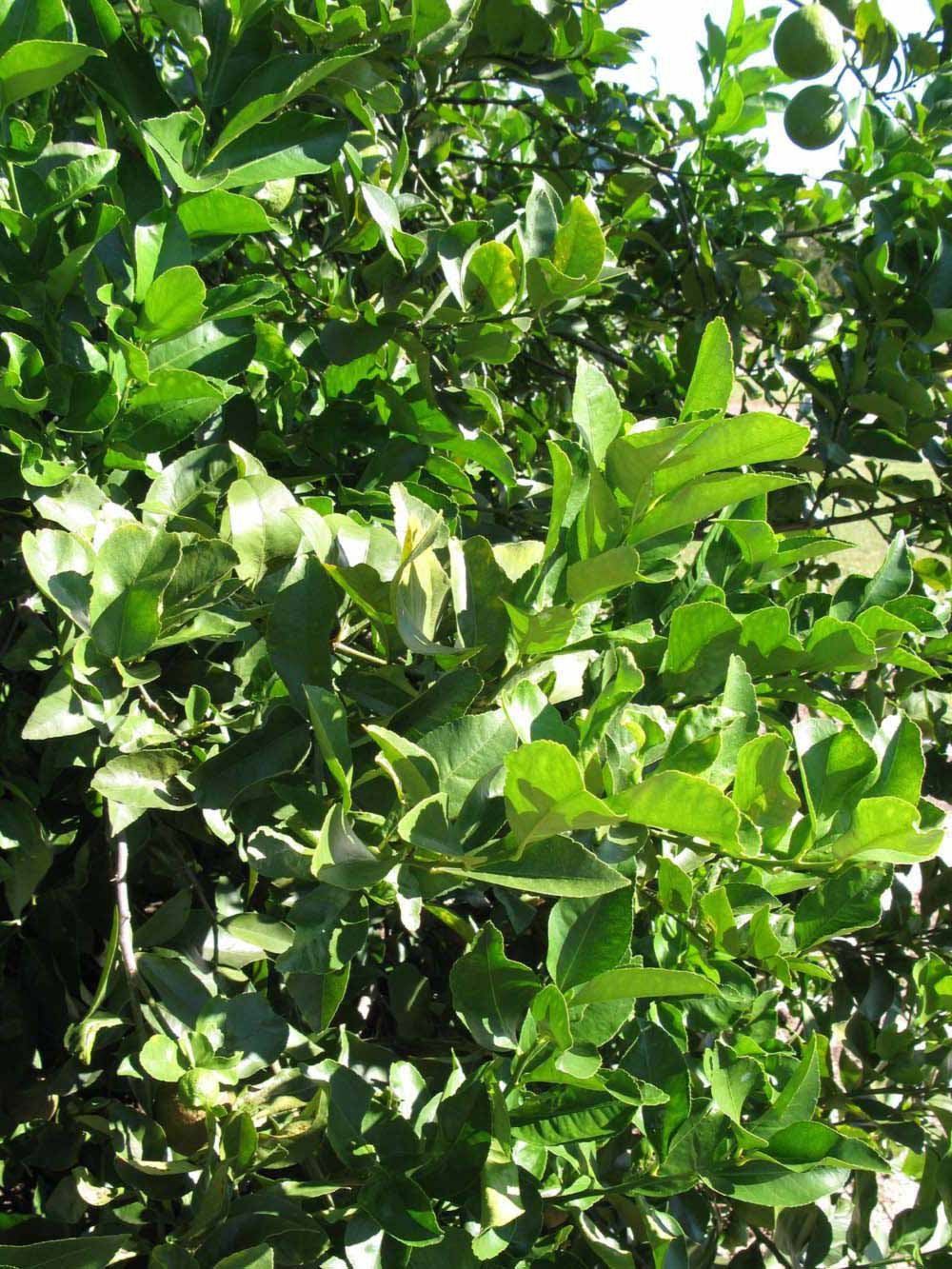            Sun leaves (Bearss, Winter Haven, FL)   